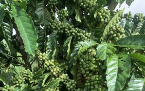 Giá cà phê hôm nay 19-10: Vào vụ vẫn tăng, nhờ đâu?