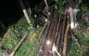Công an Gia Lai vào cuộc truy tìm tang vật vụ cưa trộm gỗ keo của người dân