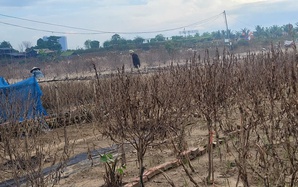 "Thủ phủ" đào, quất Hà Nội lo mất Tết