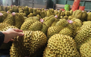 Giá sầu riêng tăng trở lại, bầu Đức tính trồng thêm 1.000 ha sầu riêng