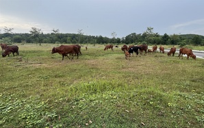 Cận cảnh dự án khu dân cư bị kết luận sai phạm ở Đồng Nai