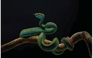 Thu hồi giải Nhất cuộc thi ảnh thiên nhiên hoang dã Việt Nam 2025 vì vi phạm điều lệ