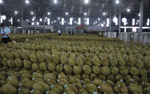 Sầu riêng Việt trước bài học lớn