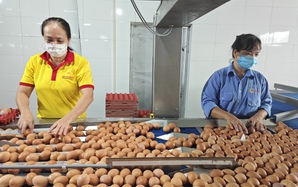 Nội tình của ngành trứng