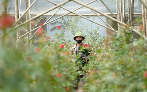 Gần 20-11, nhiều chủ vườn hoa... lo lắng