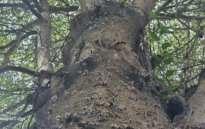 Nhiều người bất ngờ cầu cứu vì bị sâu róm “tấn công”