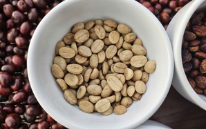 Giá cà phê hôm nay 23-11: Một tuần bão tố