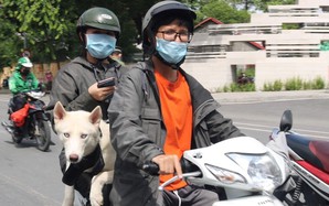 TPHCM: Chủ nuôi chó, mèo phải khai báo với UBND xã, phường, đặc khu 