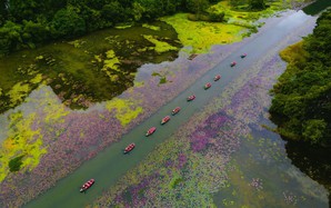 Tam Cốc ngọt lịm mùa hoa súng