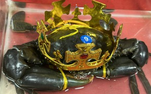 Số phận "vua cua" Cà Mau vừa được xác lập giờ ra sao?