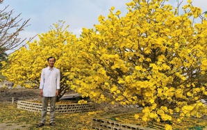 Mai vàng Bình Lợi giữ hồn Tết Việt