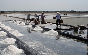 Hạt muối Lý Nhơn “vượt sóng”