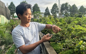 Làng cây kiểng Thủ Đức: Níu sắc xanh cho lòng phố thị