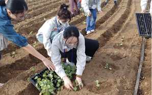 Sang Hàn Quốc làm nông, lao động Việt thu nhập khoảng 40 triệu đồng/tháng