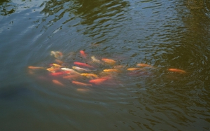 Làng nghề đậm chất miền Tây giữa lòng TP HCM