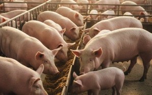 Giá heo hơi hôm nay, 30-11: Diễn biến bất ngờ sau nhiều tháng sụt giảm