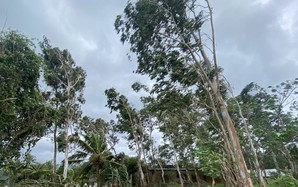 Cách đơn giản theo dõi bão số 13 Kalmaegi trực tiếp trên điện thoại