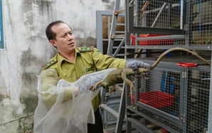 VIDEO: Đột kích căn nhà ở Bình Thạnh, phát hiện 202 con kỳ nhông nuôi nhốt trái phép