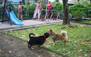 "Né phân chó như né ổ gà!"