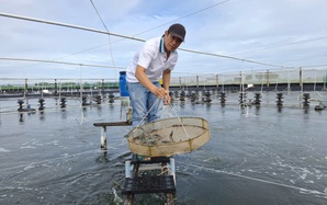 Nuôi tôm siêu thâm canh – tri thức tạo đột phá