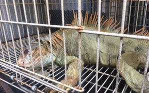 75 con rồng Nam Mỹ bị nuôi nhốt trái phép ở TPHCM