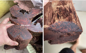 Loài gỗ "vô danh" được thương lái Trung Quốc mua 3 triệu đồng/kg: Quảng Trị cảnh báo điều gì?