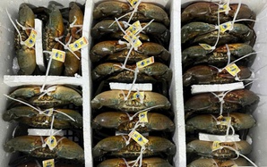 Những xã nào ở Cà Mau được quy hoạch nuôi cua xuất khẩu sang Trung Quốc?