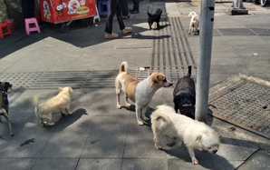 Từ ngày 15-12, có thể quay clip chó không rọ mõm gửi công an?