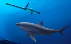 Siêu cá mập "Mega-Predator" lần đầu tiên lộ diện ở Úc