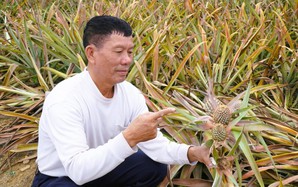 Cây dứa ở "thủ phủ" dứa Thanh Hóa bất ngờ chết hàng loạt