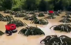CLIP: Nông dân bám vào ruột xe tải bơi vào vườn thanh long để thu hoạch chạy lũ
