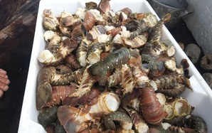 Tôm hùm chết hàng loạt trong mưa lũ, người nuôi “ôm đầu”!