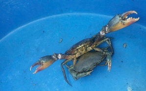 Tuyệt chiêu nhận biết cua biển Cà Mau chất lượng đến người dùng