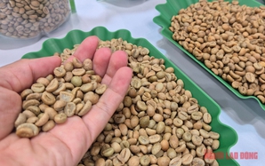Giá cà phê hôm nay 8-12: Động thái lạ của khối ngoại