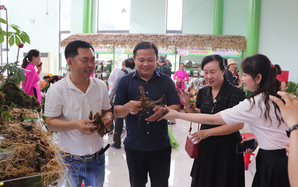 Sâm Ngọc Linh rớt giá mạnh