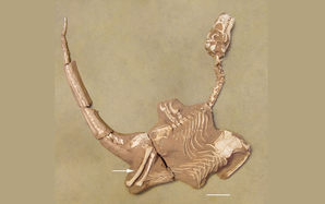 Phát hiện quái thú 