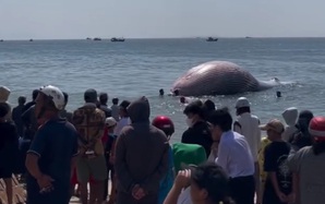Phát hiện cá voi nặng gần 8 tấn lụy gần bờ, ngư dân hợp sức đưa vào chôn cất