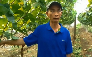 Vườn nho hữu cơ hút khách bên sông Lại Giang