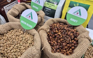 Giá cà phê hôm nay 1-1: Cao nhất 10 ngày qua