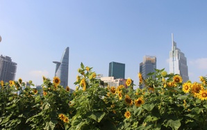 Cánh đồng hoa hướng dương ở TP HCM thu hút người dân dịp đầu năm mới