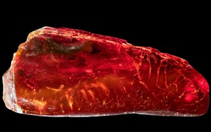 Sưu tập hổ phách, đại thi hào Đức "nhốt" sinh vật 40 triệu tuổi mà không hay