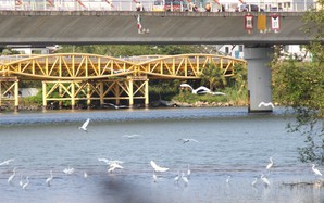 Hình ảnh đàn cò về kiếm ăn bên sông Hàn, giữa trung tâm Đà Nẵng