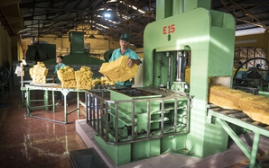 VRG quyết liệt triển khai Nghị quyết 79 về phát triển kinh tế nhà nước