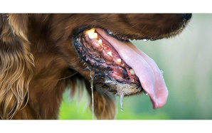 Người đàn ông nguy kịch sau gần 1 năm bị chó con cắn