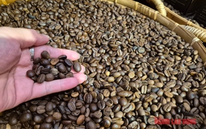 Giá cà phê hôm nay 6-6: Brazil được mùa cà phê kỷ lục nhưng Robusta ít đi