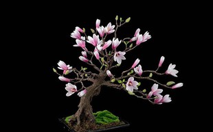 15 chậu bonsai mini siêu đẹp trang trí nhà dịp Tết