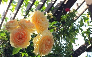 Ngắm ban công nhỏ xinh đầy hoa hồng của bà mẹ Hà Nội