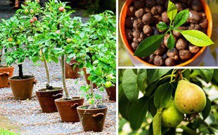 8 loại cây ăn quả nên trồng trong nhà mình
