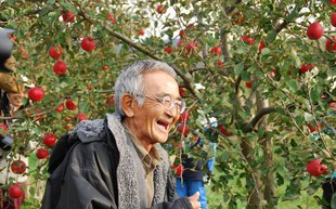 Vườn táo đẹp như cổ tích của cụ ông người Nhật