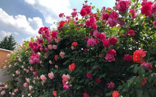 Khu vườn rộng 500m² với hàng trăm gốc hồng đẹp rực rỡ